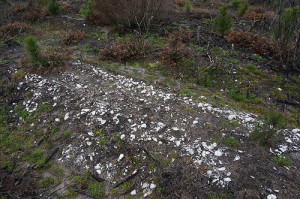 Concentrations of oyster shells were visible in this field.