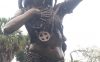 Ulele statue at Ulele restaurant in Tampa, Florida. Also known as Princess Uleyli